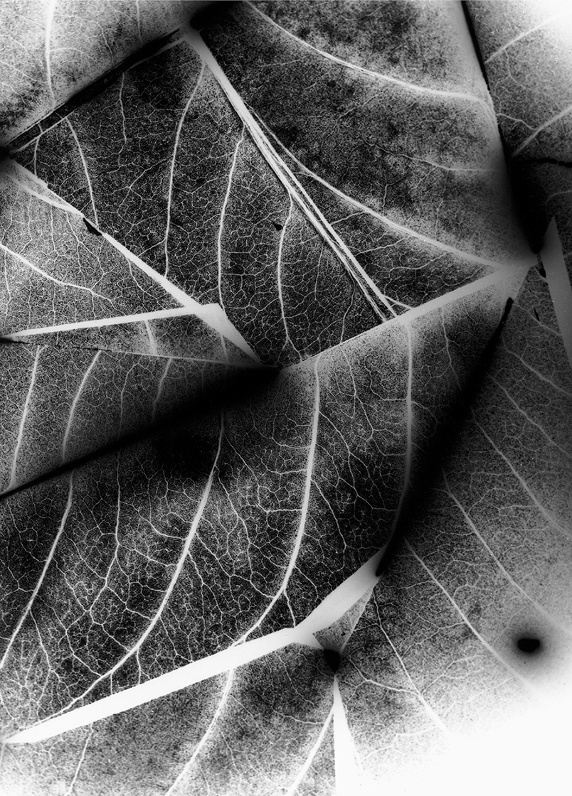 Poinsettia Flowers, No. 2